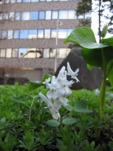 エゾエンゴサク（白花種）