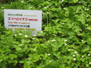 05.18 hebiitigo
