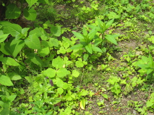 05.18 kuroyuri