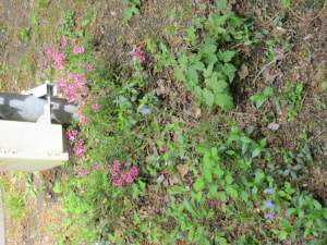 05.18 正面芝桜