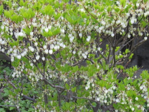 IMG_8596