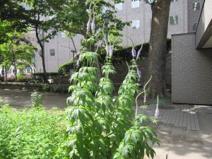 IMG_8892