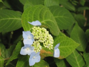IMG_8900