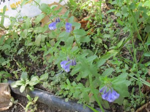IMG_8952