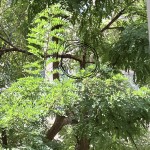 IMG_4641