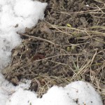 2026.02.25.1 福寿草の芽