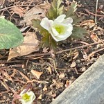 2026.4.09開花キクザキイチゲ (2)編集