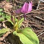 2026.4.08撮影カタクリ (2)編集