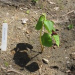 2026.4.19開花エンレイソウ事務所前花壇編集