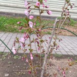 4.22御殿場桜編集