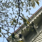 4.27セイヨウミザクラ編集