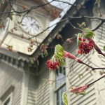 2026.4.13撮影ハウチワカエデの花編集