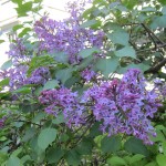 2026.5.09開花ライラック (2)